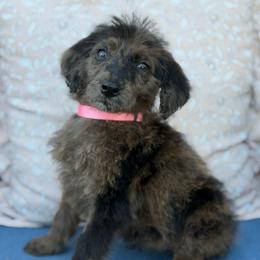 Dotty - Merle female Labradoodle puppy in Georgetown, South Carolina from Muddy Bay Kennels