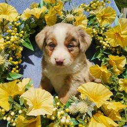 Milly - Red merle female Miniature Australian Shepherd puppy in Sandown, New Hampshire from Ashby Lou Aussies