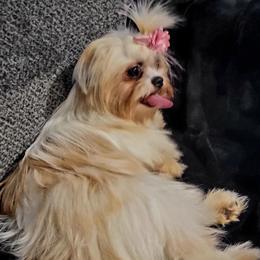 Cookie - Shih Tzu