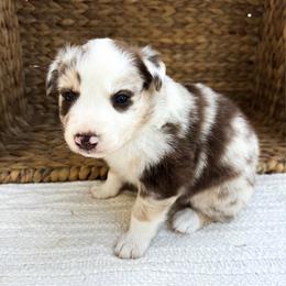 Sparkle - Red merle female Australian Shepherd puppy in Unionville, Iowa from Soap Creek Kennels