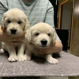 Golden Retriever Puppies from Autumn Lane Goldens
