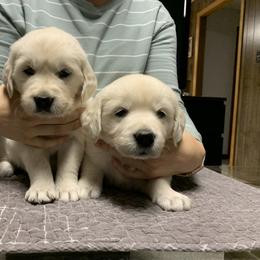 Golden Retriever Puppies from Autumn Lane Goldens