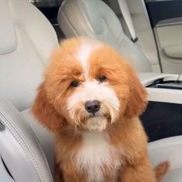 Athena - Goldendoodle