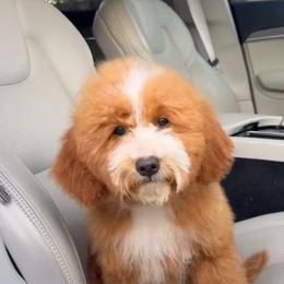 Athena - Goldendoodle