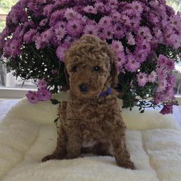 Female: Purple Collar - Red  female Poodle puppy in Spotsylvania, Virginia from Sweet Honey Poodles of Virginia