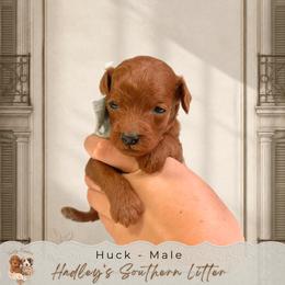 Huck - Red  male Goldendoodle puppy in Norcross, Georgia from Teddy Puppies