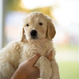 Neptune (blue) - Cream male Goldendoodle puppy in Portsmouth, Virginia from Hopping Howlers Ranch