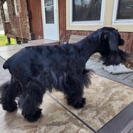 Kuto/Blackie - Miniature Schnauzer
