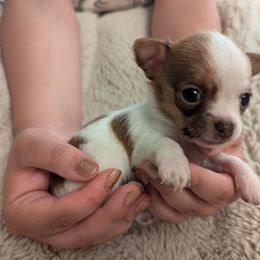 Chihuahua Puppies from ChibiChi