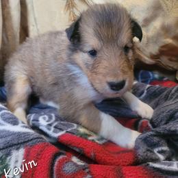 Kevin - Sable male Collie puppy in Mattoon, Illinois from Gold Leaf Collies