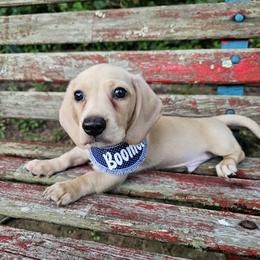 Dachshund Puppies from Watsons Dachshunds