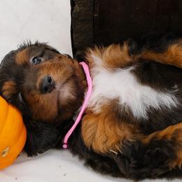 Sofie's Pink Girl - Red tri-color female Aussiedoodle puppy in Burkesville, Kentucky from Bline’s Awesome Aussies, Aussiedoodles & Doxies at the Bline Family Farm