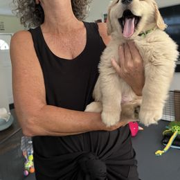 Golden Retriever Puppies from Golden Hour Golden Retrievers