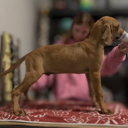 Black Mouth Cur and Dogo Argentino Puppies from Tightline
