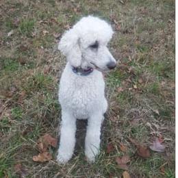 Sandy - Poodle
