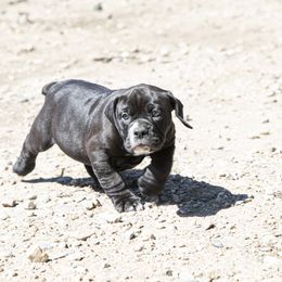 Olde English Bulldogge Puppies from ABK Bulldogges