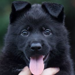 Girl 1 - Working Home Only - Black German Shepherd puppy in Orlando, Florida from Büserhaus Working Dogs