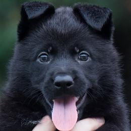 Girl 1 - Working Home Only - Black German Shepherd puppy in Orlando, Florida from Büserhaus Working Dogs