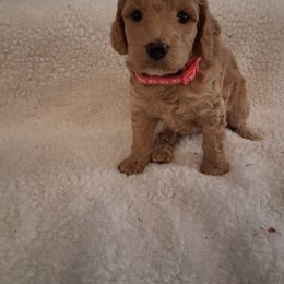 Pink collar girl - Apricot female Poodle puppy in Hogansville, Georgia from Grace Colt Farms