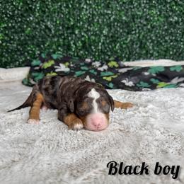 Black boy - Blue merle male Bernedoodle puppy in Modesto, California from Two Doods Doodles