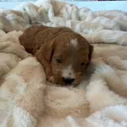 Alexander Hamilton - Apricot male Cavapoo puppy in Payson, Utah from Country Sky Doodles