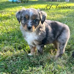 Ember - Blue merle female Miniature Australian Shepherd puppy in Huntington, Texas from 4J Aussies