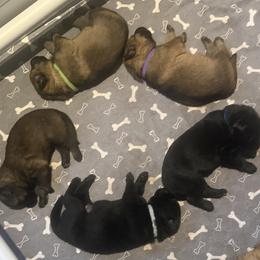 Boy 3 - male German Shepherd puppy in Worcester, Massachusetts from Alta Concordia German Shepherds