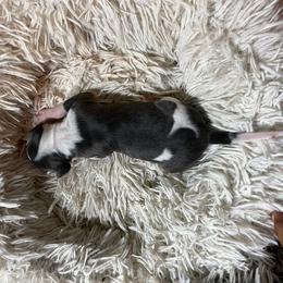 Girl 2 - White and blue female Italian Greyhound puppy in Brooksville, Florida from Fisher Link