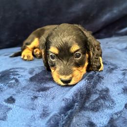 Banana - Black and tan female Dachshund puppy in Memphis, Tennessee from River City Doxies