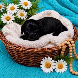 Twix - Black and tan male Dachshund puppy in Richmond, Virginia from Paw Prints
