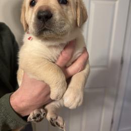 Miss Rose aka Belle - Yellow female Labrador Retriever puppy in Canton, Georgia from Dukes Retirevers