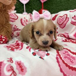 Paige - Cream female Dachshund puppy in Lake City, Florida from My Ditzy Doxies of Florida