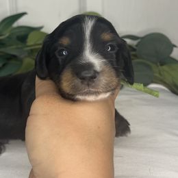 Dachshunds from Simpson Dachshunds