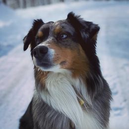 Miniature American Shepherds and Miniature Australian Shepherds from Impression Dogs