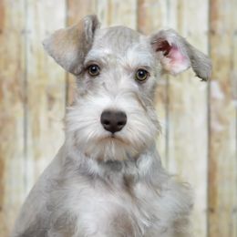 Miniature Schnauzers from Perez Miniature Schnauzers