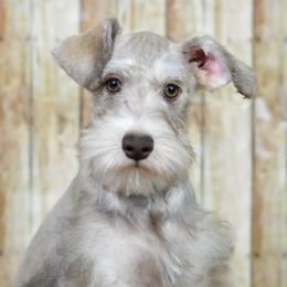 Miniature Schnauzers from Perez Miniature Schnauzers