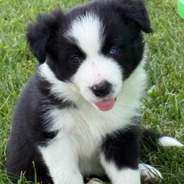 Rex - Black and white male Border Collie puppy in Dorr, Michigan from Pineview Farm