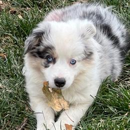 Marigold - Blue merle Miniature Australian Shepherd puppy in Colorado from Pittenweem Farm