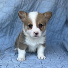 Leroy - Red male Pembroke Welsh Corgi puppy in Hope, Arkansas from Foxy Knoll Farm