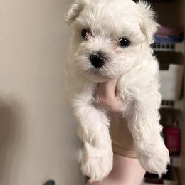 Maltese Puppies from Alisa’s Maltese