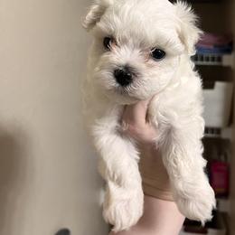 Maltese Puppies from Alisa’s Maltese