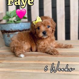 Faye - Red female Cavapoo puppy in Runaway Bay, Texas from Green Ranch Doodles