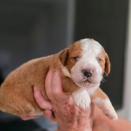 Sunny - Yellow and white male Bernedoodle puppy in Mc Gaheysville, Virginia from Doting Doodles