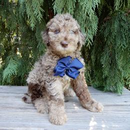 Dale - Merle male Labradoodle puppy in Millersburg, Ohio from My Pals