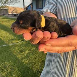 Yellow collar - Tri-color male Bernedoodle puppy in Cody, Wyoming from Yellowstone Breeders