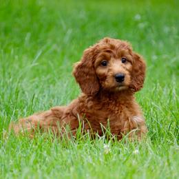 Neve (mint green collar) Reduced - Red female Irish Doodle puppy in Mouth Of Wilson, Virginia from HoneyBunn Doodle Co.