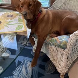 Labrador Retriever All Grown Up from Olmstead Labradors