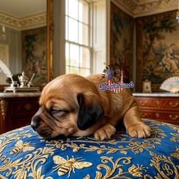 AFDs Oliver - Cream male Dachshund puppy in Waverly, Ohio from Always Faithful Dachshunds