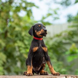 Shilo - Black and rust female Doberman Pinscher puppy in Biglerville, Pennsylvania from Saxbell Dobermans
