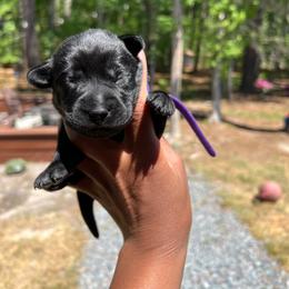 Dahlia - Black female Labrador Retriever puppy in Carthage, North Carolina from Wicked Pines Retrievers